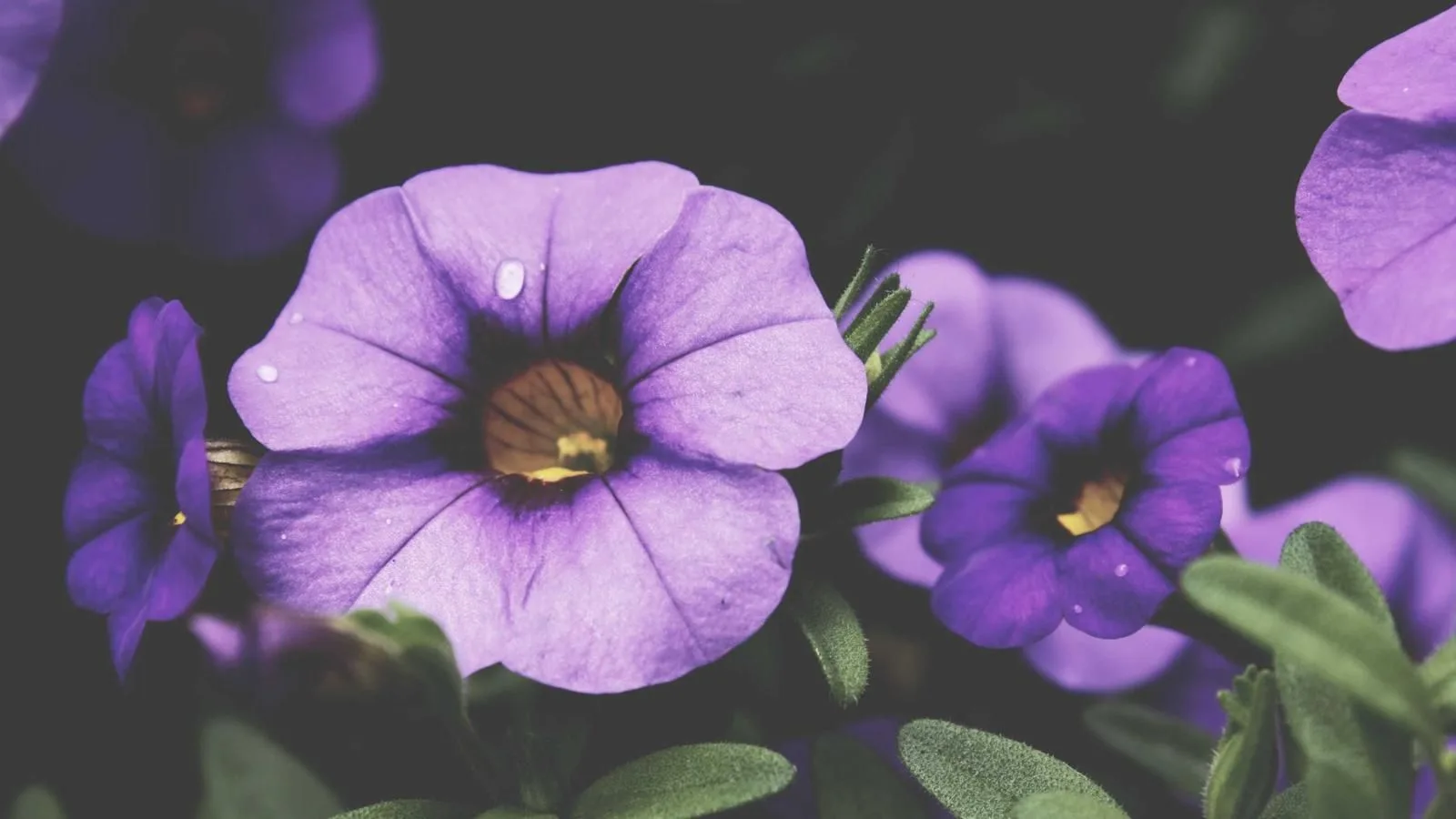 Fragrance Layering Tips for Long Summer Nights