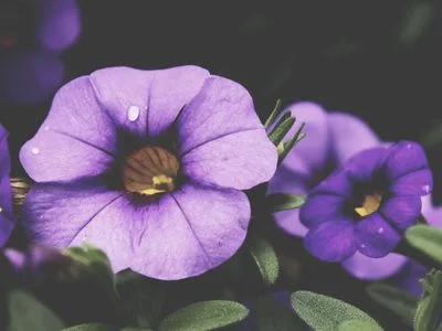 Fragrance Layering Tips for Long Summer Nights
