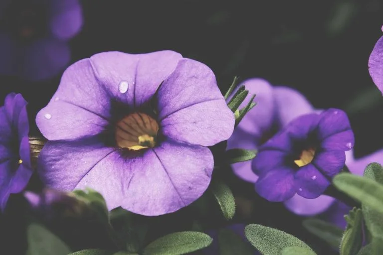 Fragrance Layering Tips for Long Summer Nights